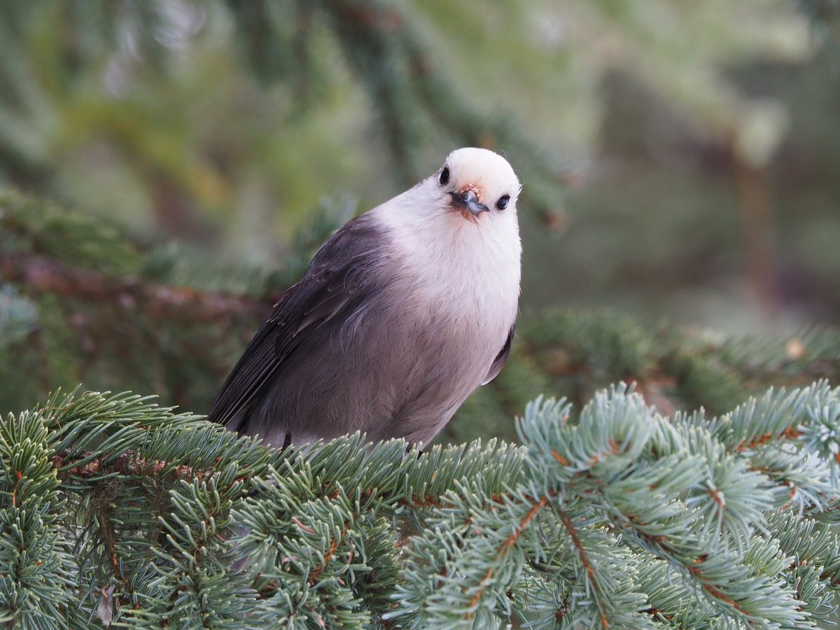 Hey Wildlifers! Check out these photos taken by our members!

See more! instagram.com/p/C6CdJ0xvdtl/…

Photo Credits: 
1 Lily Liang
2 Christine Phelan 
3 Graham Longpre 
4 Mai Iwasaki

Stay safe and stay wild! 🦫🐅🪲

#TheWildlifeSociety #UBC #UBCO #UBCOkanagan #wildlife #SUO