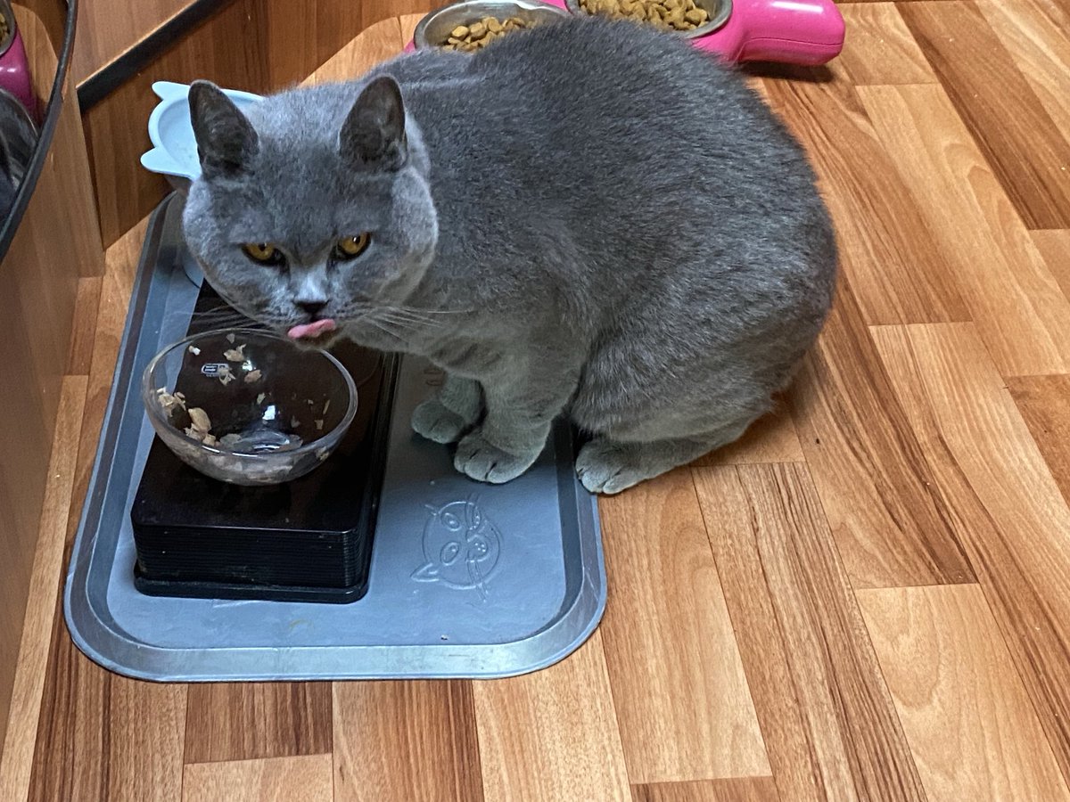 Max getting a late lunch in motorhome now we’ve arrived #CatsOfTwitter