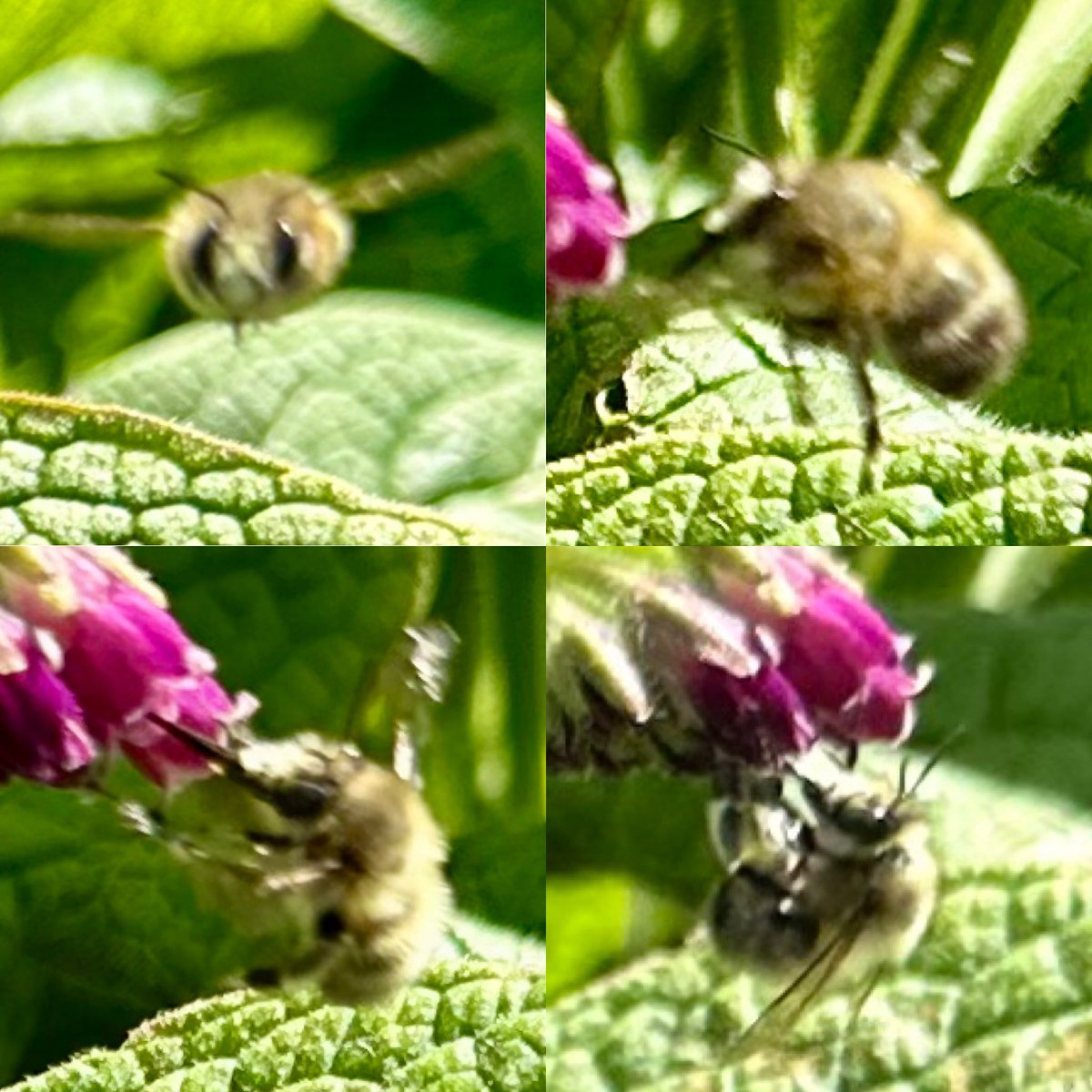 Felt like spring had finally arrived in Glasgow on Saturday with warm sunshine, Orange-tips, Green-veined Whites, Red Mason bees, Willow Warblers, Chiffchaffs & spring hoverflies galore. Highlight was a male Hairy-footed flower bee in Yorkhill Park.First one I’ve seen in Glasgow!