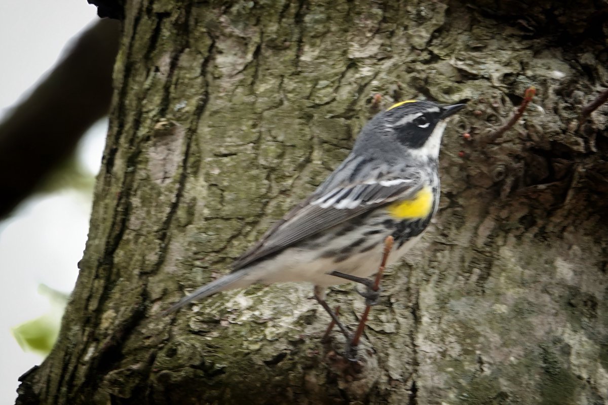 Indigo Bunting and Yellow-rumped Warbler at Hempstead Lake State Park @BirdQueens