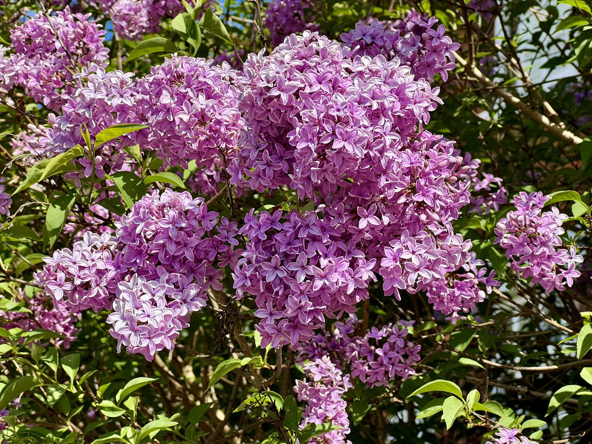 Syringa vulgaris. It’s been a beautiful day here today and this lilac was smelling wonderful!