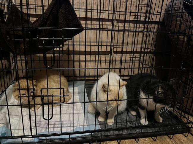 W kociej skarbonce zaledwie 27 zł 😭💔

Czy naprawdę NIKT nie może poratować choćby RT? 😿
Proszę o KAŻDĄ pomoc 🙏🙏🙏

ratujemyzwierzaki.pl/3-kotki-kastra…