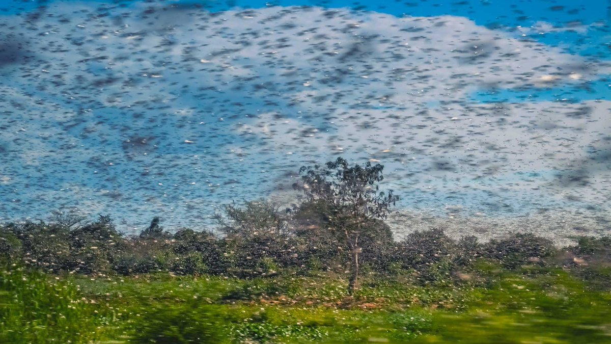 If you've never seen/experienced the emergence of #Cicadas, especially the event about to unfold before our eyes, I can't emphasize enough how post-apocalyptically horrific it's going to be for roughly 1/3 of the country that will bear the brunt of it.

From my childhood, I still…