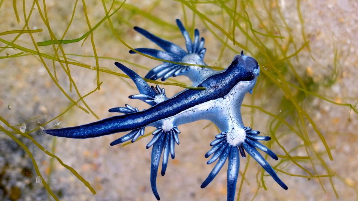 @AMAZlNGNATURE The blue sea slug (Glaucus atlanticus) is a small but mighty ocean drifter with a stunning blue hue. These creatures float on the ocean's surface, preying on venomous jellyfish like the Portuguese man o' war. By absorbing and concentrating their prey's toxins, blue sea slugs