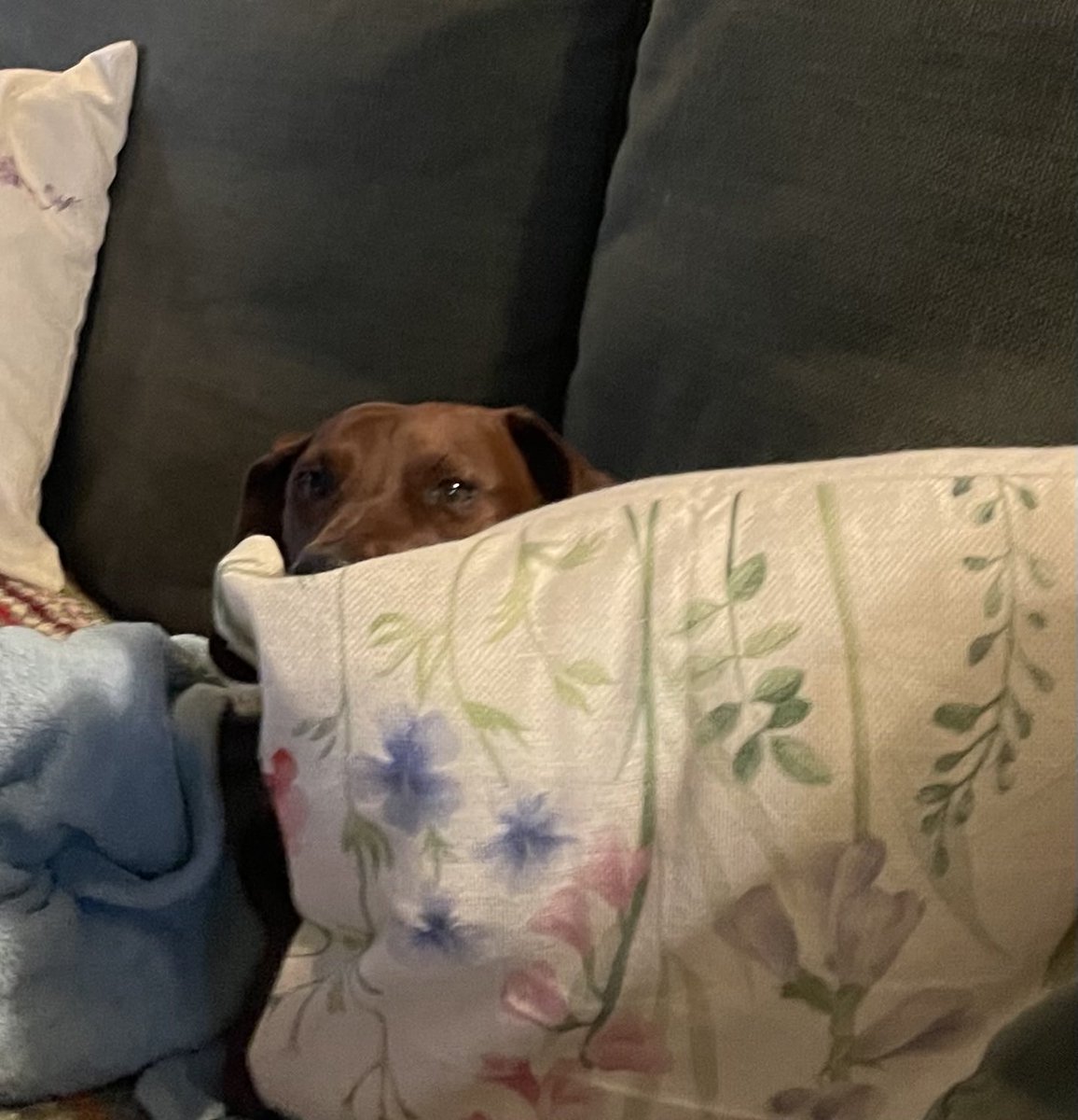 “I’m hiding.” ~ Chance 😂🥰