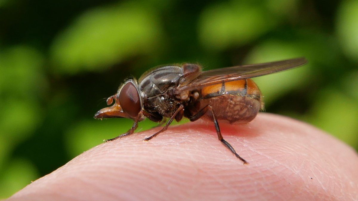 Rhingia campestris gravid ♀ today in Bengeo garden, used to be very common but has suffered significant decline locally in recent years. Species appears to be badly affected by summer droughts. @hertsbna #climatechange