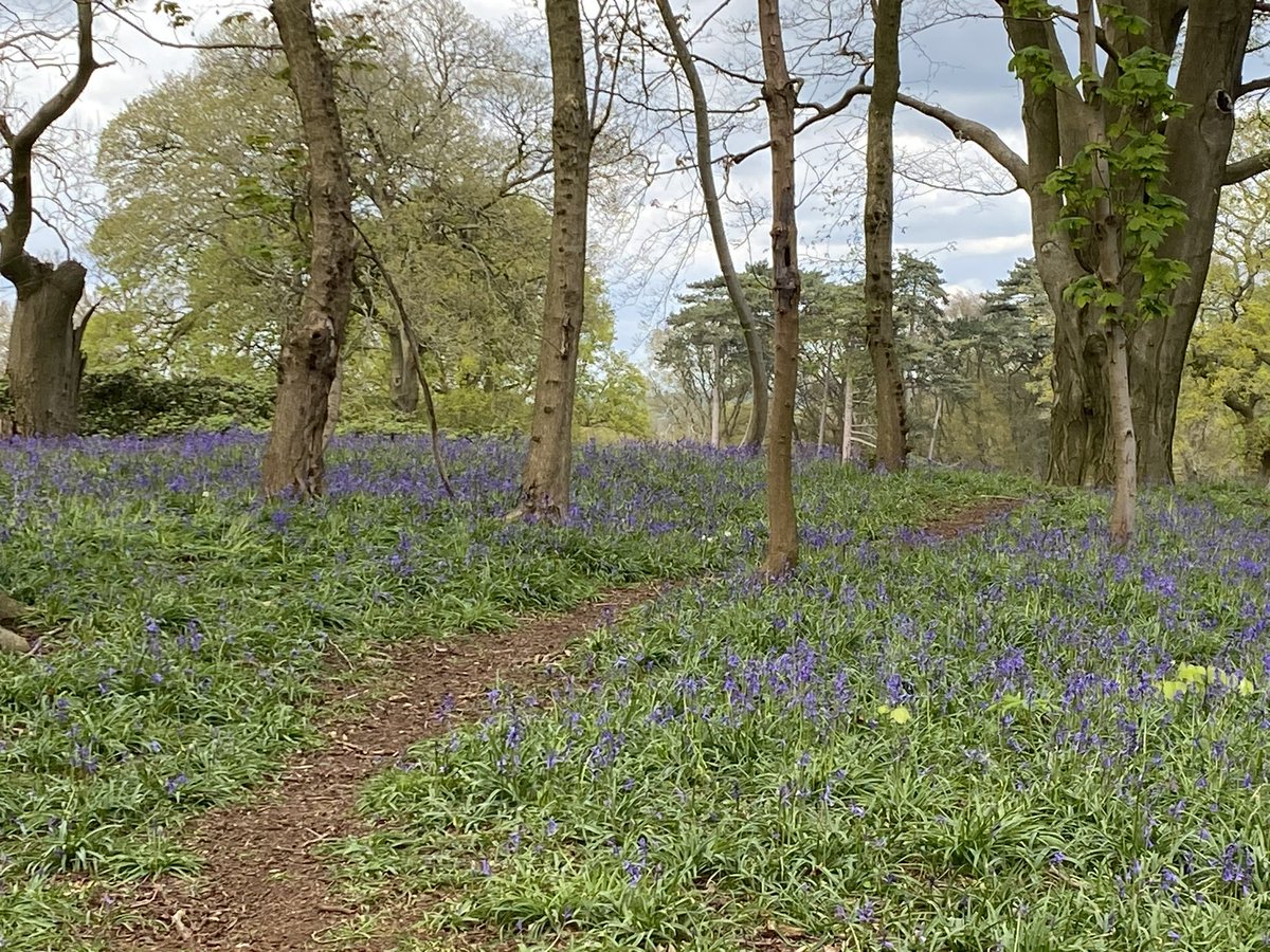 Two weeks miles = 59 #NHS1000miles YTD 484. Bluebells seem to be the 1000 miles theme this week so here’s some from Oxfordshire! Other view lovely day on IoW 😊