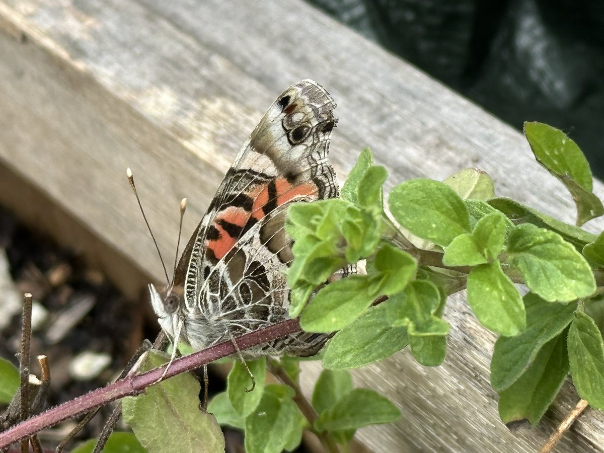 Found a painted lady in my lawn this morning! I moved her to my herb planter! 💕🦋