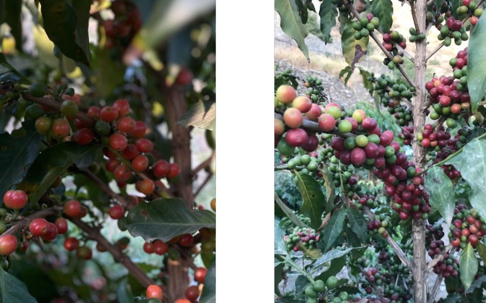 خصم 10%

على منتـجات 
مزرعة : الجـبل
المزارع : محمد الخالدي

تعتبر من بين أفضل مزارع البن في المملكة العربية السعودية، حيث يتم زراعة البن على ارتفاع يتراوح بين 1800 - 2000 متر عن سطح البحر.

 استمتع بقهوة فاخرة مباشرة من مزرعة الجبل! 
bonjazan.com/mountain

كل مايخص مزرعة الجبل