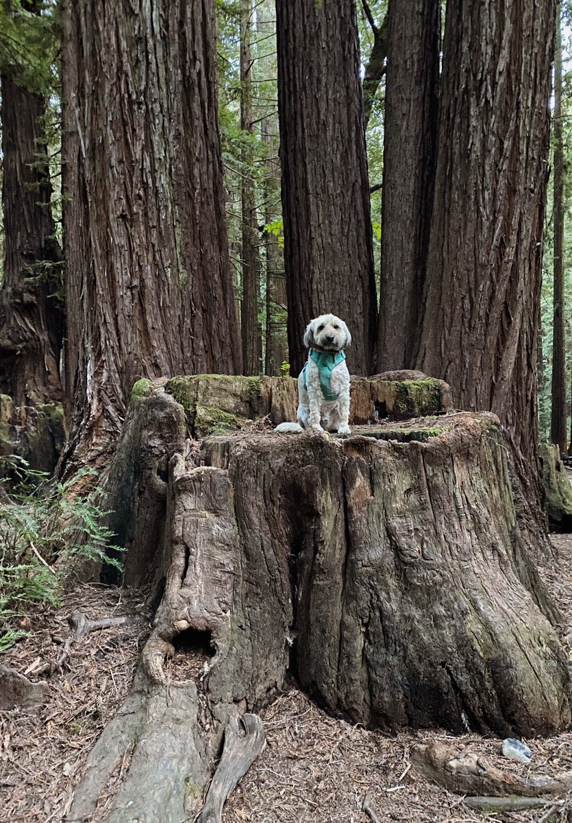 You are lost in a prehistoric redwood forest at dawn. So faint you can barely hear it, a windchime in the distance. You follow its sound for hours, and just when you have nearly given up - he appears. He has been waiting for you, and his three riddles will not be easy.