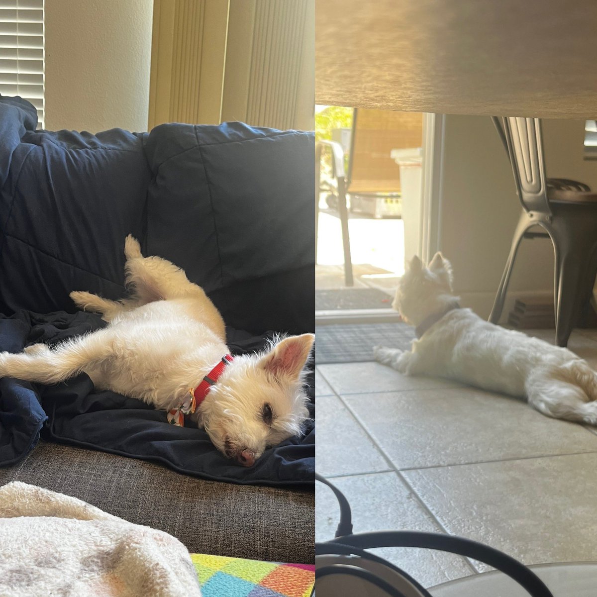 Grandma took good care of the grandpuppies while I was gone… but Jasper is happy to be back on his couch, and Toby is eagerly stalking lizards from inside where it is cooler after a week of letting them roam free. Lol.