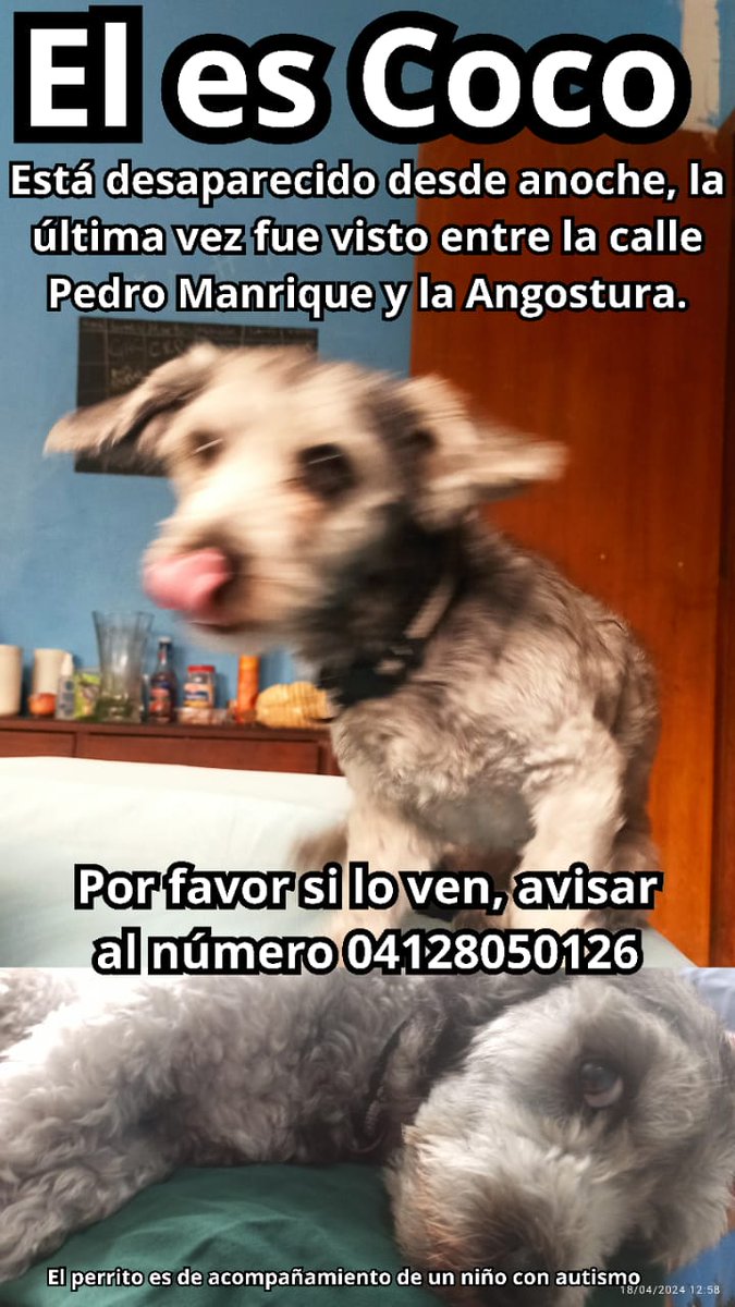 Se busca RP @accionvecino: Perrito extraviado en la Urb Horizonte @PaloVerdeAlerta