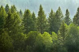 Carbon dioxide is natural and good for trees and plants! It is not a harmful and it is not burning the planet.