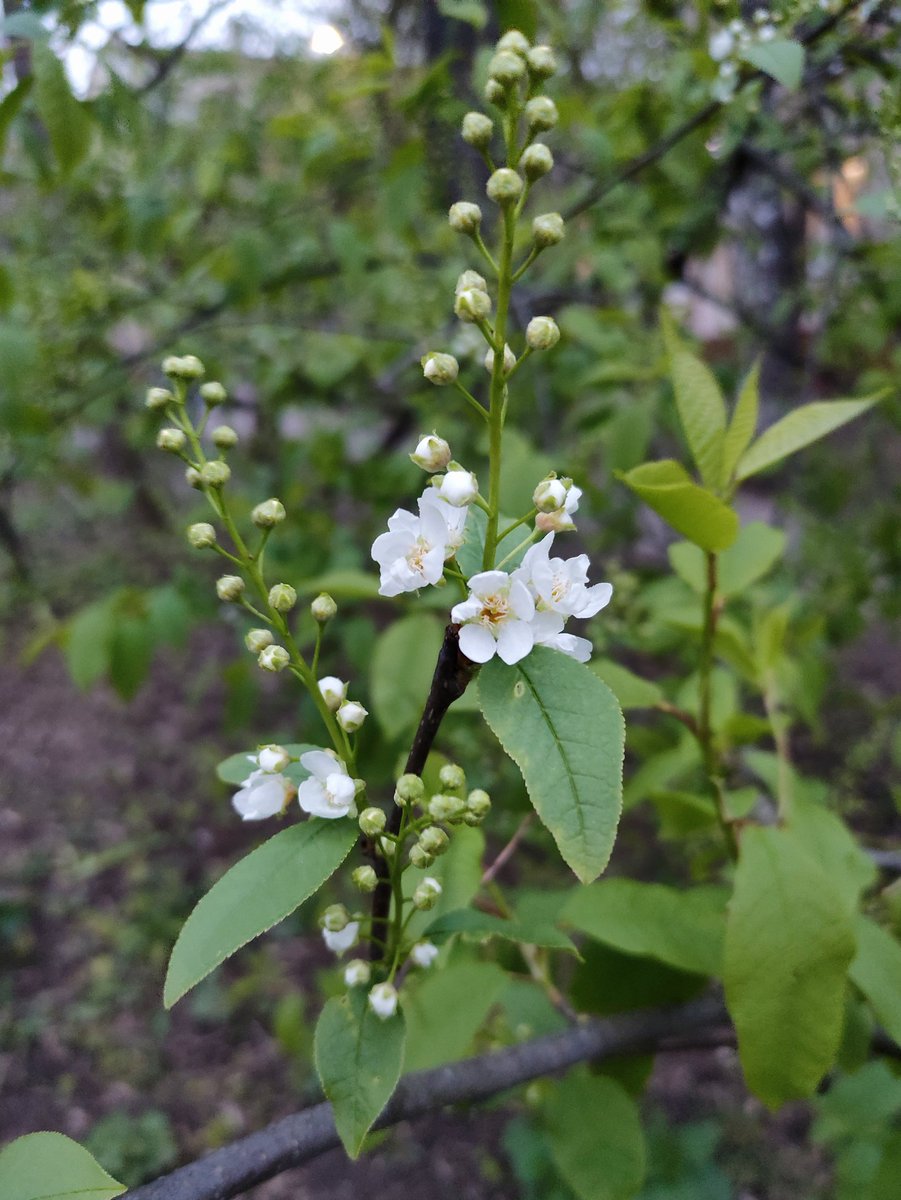 Черёмуха зацветает. 
🍃🌾🍃
#MyPhoto 
#Flowers 
#NatureBeauty