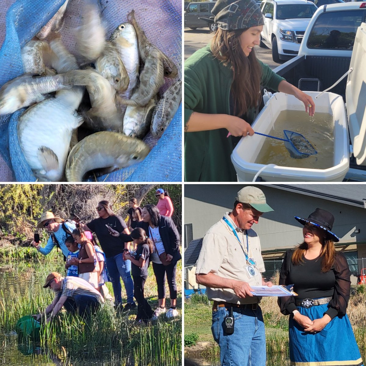 FriendsofInyo's tweet photo. #Pupfish were released, heroes in conservation were rewarded: at the @OVPSCCenter 's Conservation Open Space Area (COSA) in Bishop. Funnest #EarthDay2024! A Resource Fair is happening till 3 pm today at the Center, 2300 West Line St. Come and stop by #FriendsoftheInyo 's table! https://t.co/owv11K5Rks