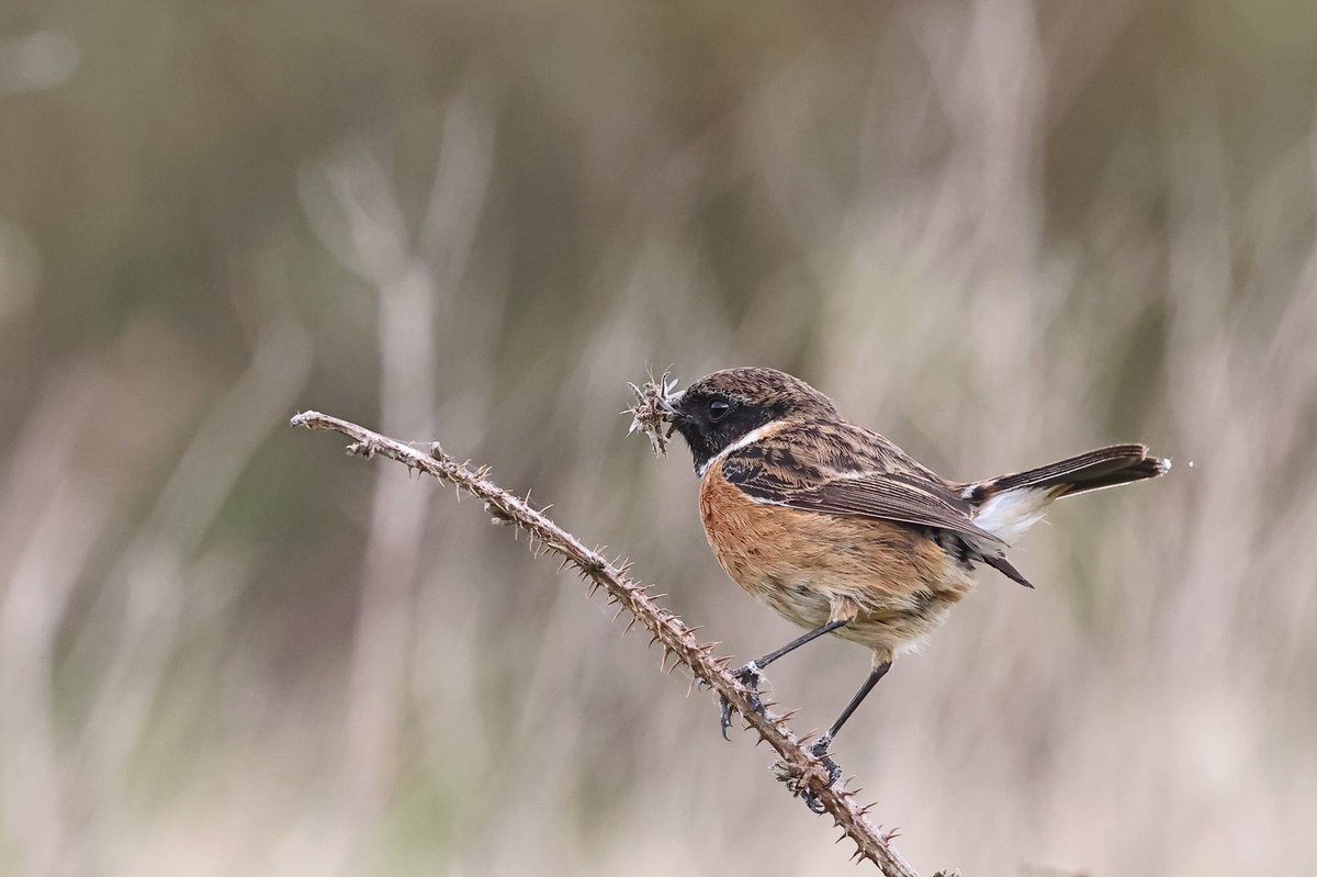 Stonechat with beak full of Midges showed well today