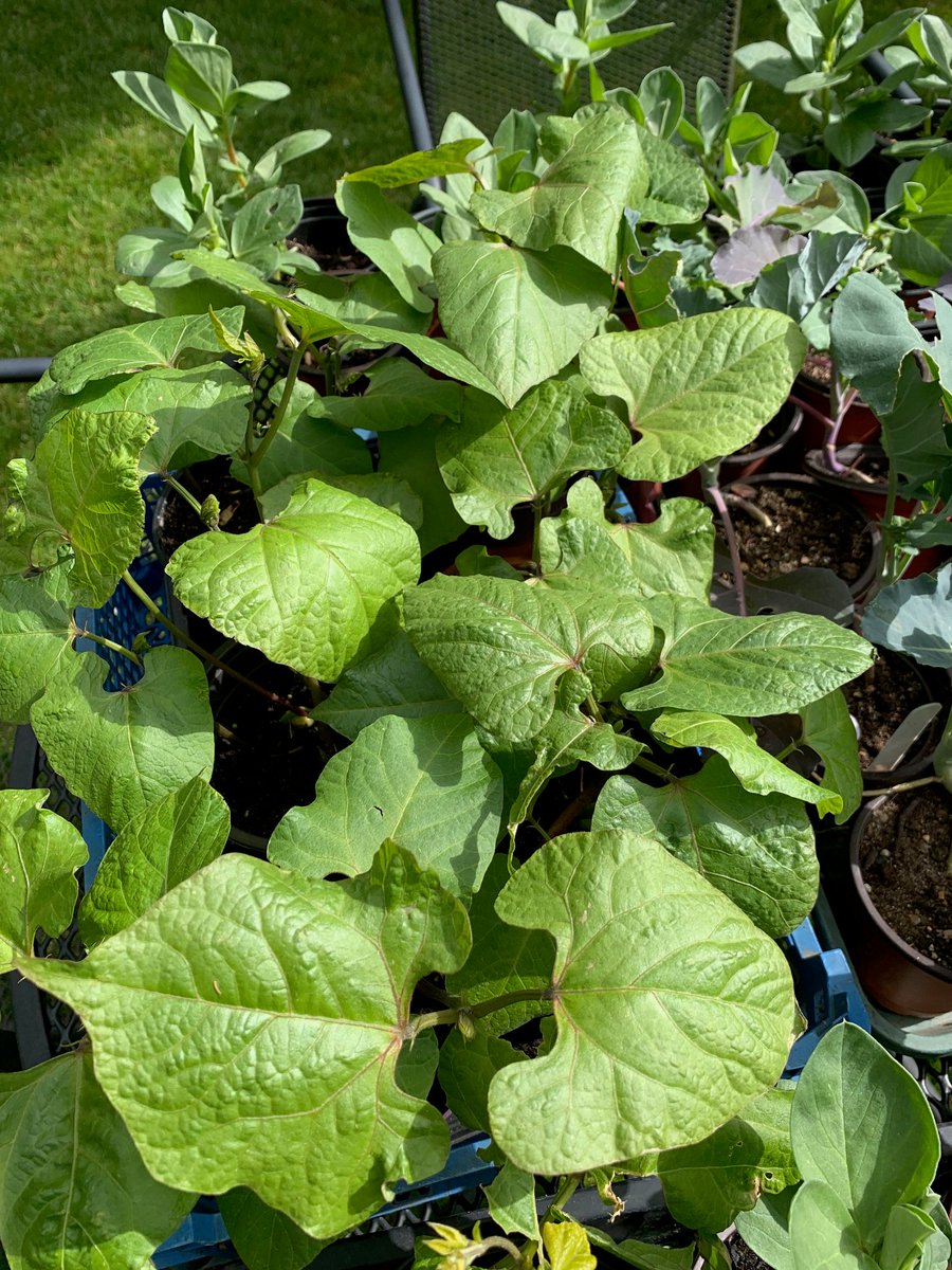 Lots of veg. for the Lazybones Boot Fair , this Sat &amp; Sun. Broccoli, broad beans, runner beans, strawberries. #whitstablecarboot #lazybonescarbootfair #churchstreetcarbootfair #lionscarbootfair #plants #plantsale