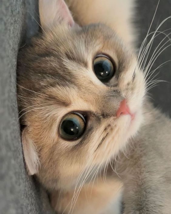 Awww
kittyprettygifts.com
#cats #giftsforcats #funny #kittyprettygifts #kerrimulhern #kitten #humor #giftsforcatlovers #adorable