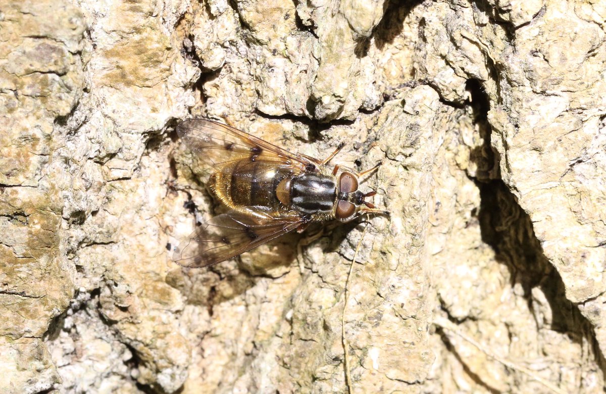 A stunning female Ferdinandea cuprea hoverfly seen @RSPBMiddleton 21/04/24 @DipteristsForum #hoverfly #fly #Diptera #Syrphidae