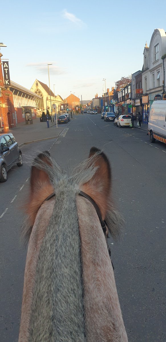 TPH Berkeley took a trip into Gloucester today and helped deal with a dog incident as well as a concern for welfare for a vulnerable person alongside some priority patrols #GoodBoy #PoliceHorseInTraining @GlosCityPolice