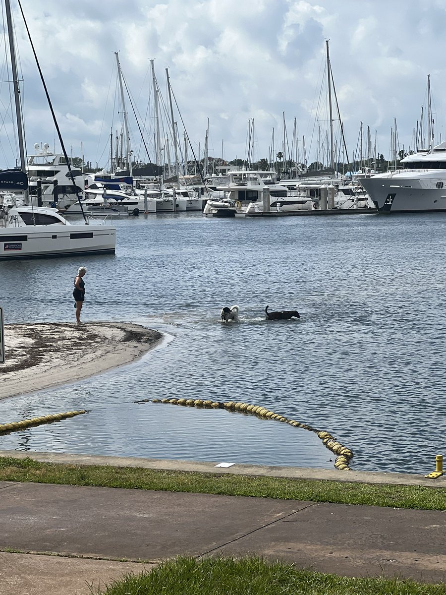 PITT_Guy_09's tweet photo. Loving every second of St Pete. The people are incredible. They engage you and are just good people. On top of that I found a place to grab some lunch today and a nice couple started talking to them bought my lunch. I’ll be paying it forward soon. Thanks St Pete for welcoming me. https://t.co/p0pd6v6mIf