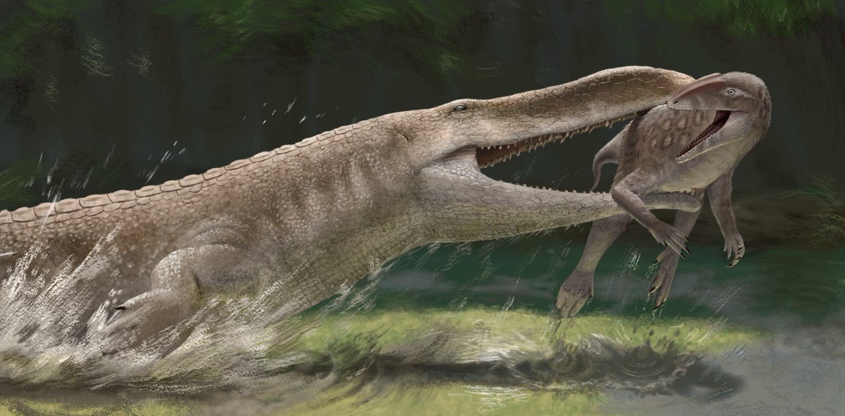 Nicrosaurus (a phytosaur, not a crocodile!) hunting a basal neotheropod #paleoart