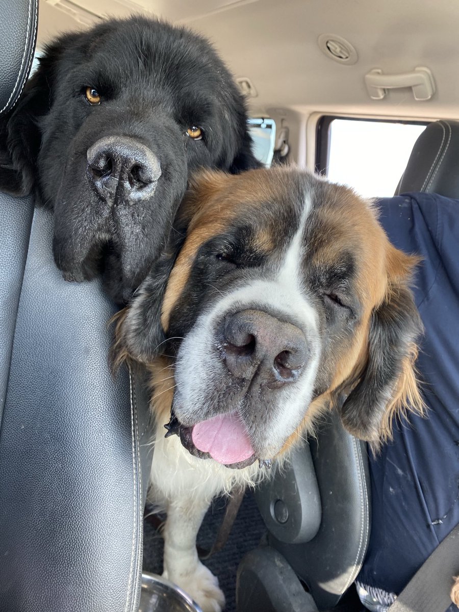 Excuse me. Do you serve #pupcups here? We would like two. Each. With extra whip. #Archie #Dudley #Newf #StBernard #takeyourdog #rescue #dog #banpuppymills #endBSL