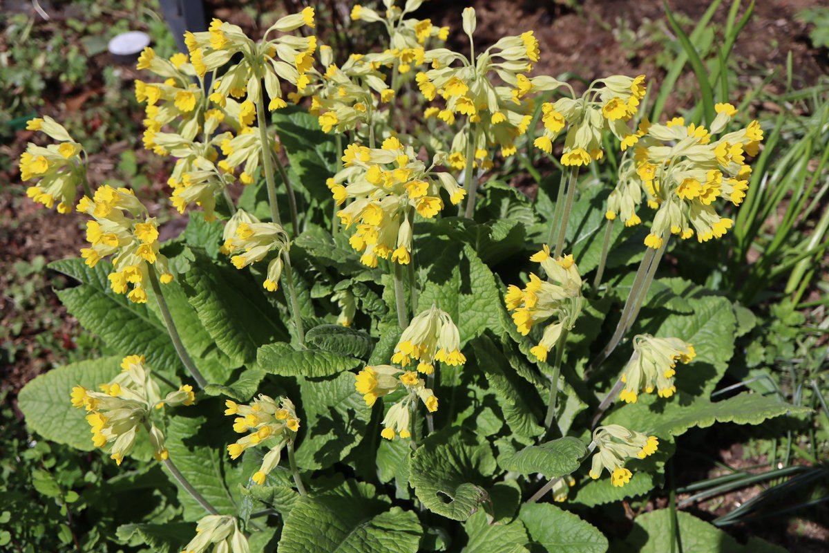 bumblebuddeez's tweet image. For #WildflowerHour and the #CowslipChallenge 💛@wildflower_hour @BSBIbotany