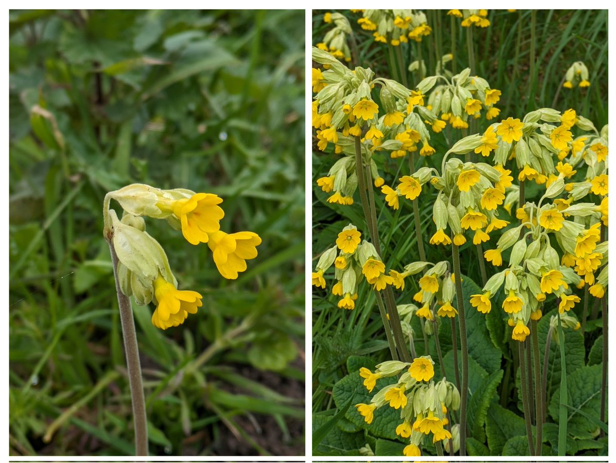 chrishindle's tweet image. Cowslip (primula veris) #cowslipchallenge #wildflowerhour