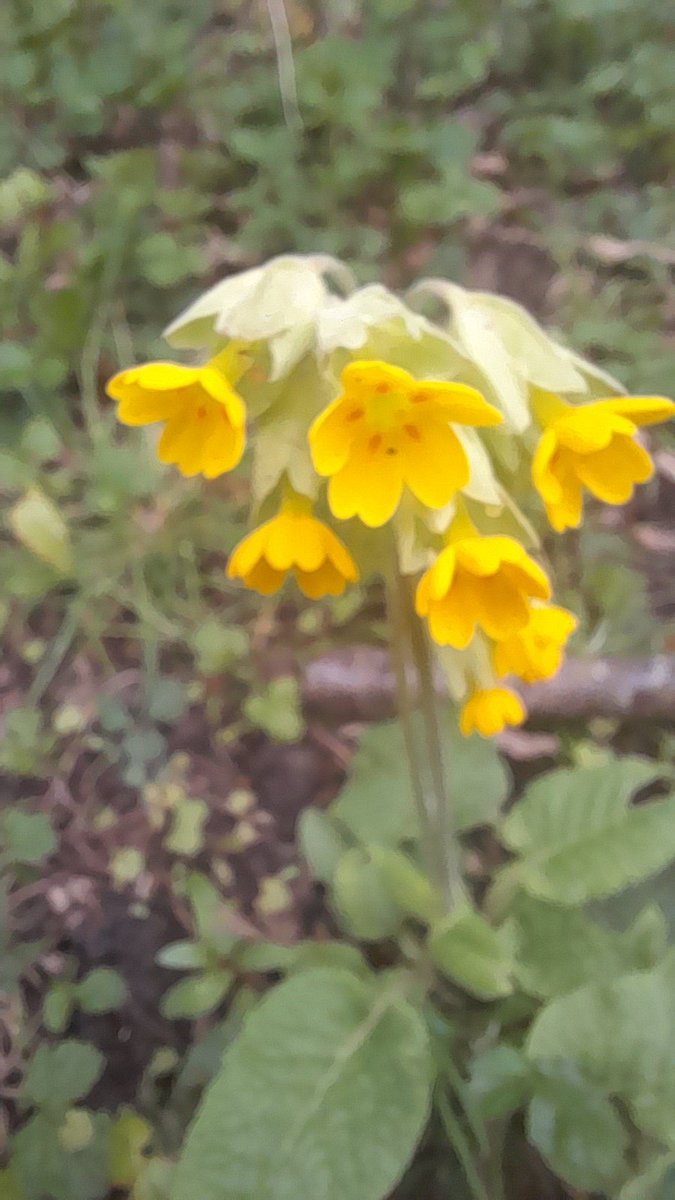 Primula veris for #CowslipChallenge #wildflowerhour