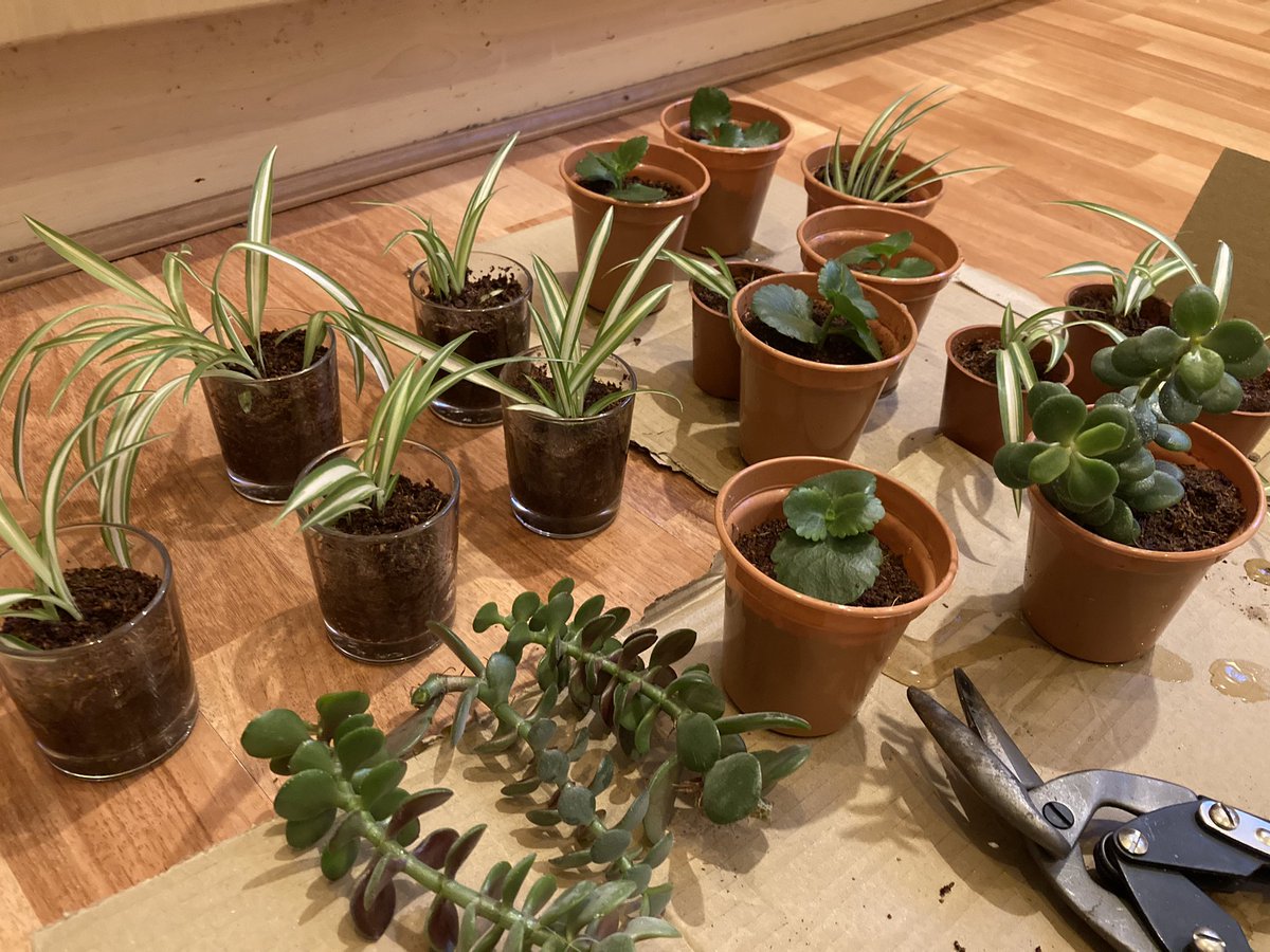 Getting ready for our @LCSLeeds Plant Swap🪴 on Wednesday!😀 I wonder how many spider plants will be there?! 🤔 Looking forward to a nice Green School Meeting! 😊🌱🌱🌱🌱