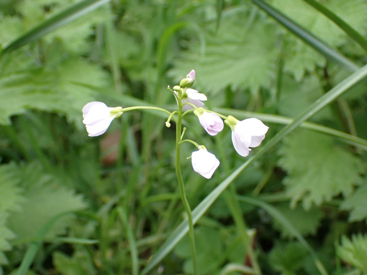 The only Cuckooflower I have seen so far around here. Are they getting less frequent? #WildflowerHour