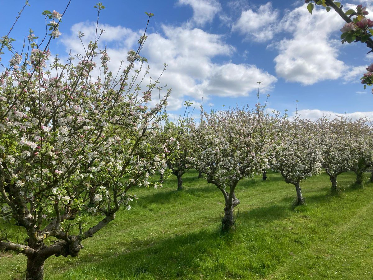SevenTreesCider's tweet photo. Planting bittersweet cider apples in Berkshire today. #dabinett #chiseljersey #somersetredstreak #marlpitslatebittersweet
An astonishing amount of blossom across the orchard - π€ for the honey bees π π π
#berkshirecider #rdguk #craftcider #springtime #honeybees https://t.co/DEVOBZZ1Va