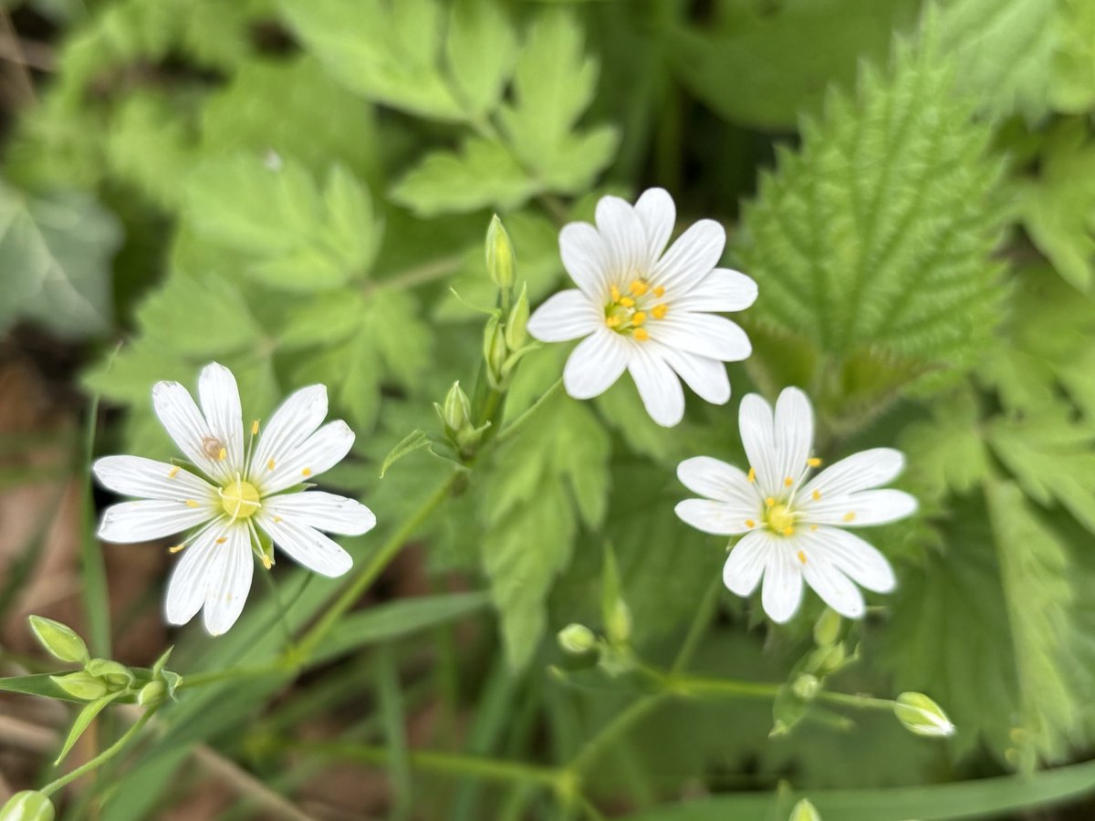 Wild Garlic, Cowslips, Green Alkanet and Greater Stitchwort, for #WildFlowerHour #CowslipChallenge @BSBIbotany @wildflower_hour