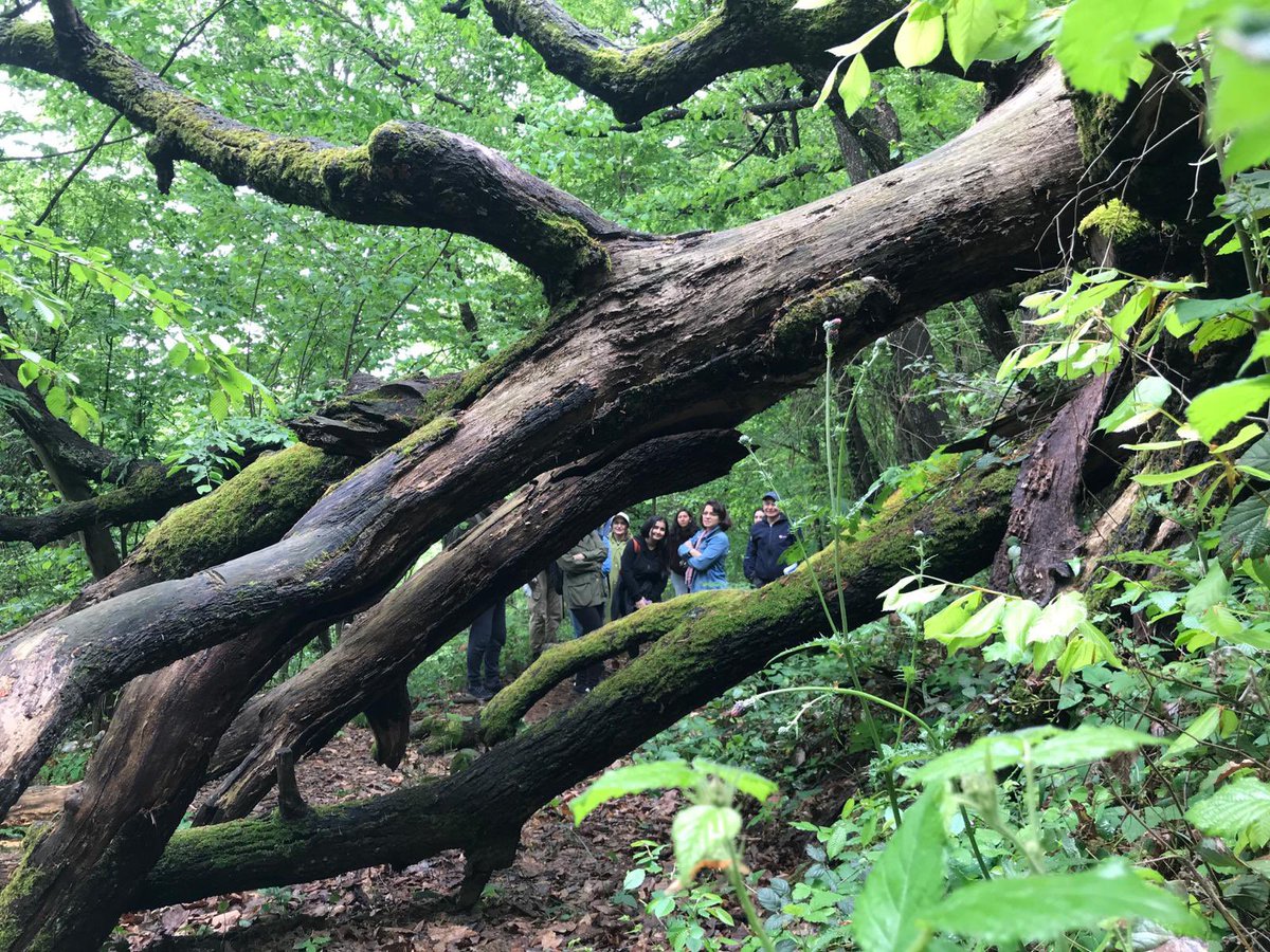 Bu ağacımız Belgrad Ormanı’nda devrilmiş. Üzerinde ve çevresi yüzlerce hayvan ve bitki türüne yuva ve gıda olmuş. Yani bir ormanda “ölü” ağaçlar bile yaşamın kaynağıdır.

Dallarının arasında da savunma var💚