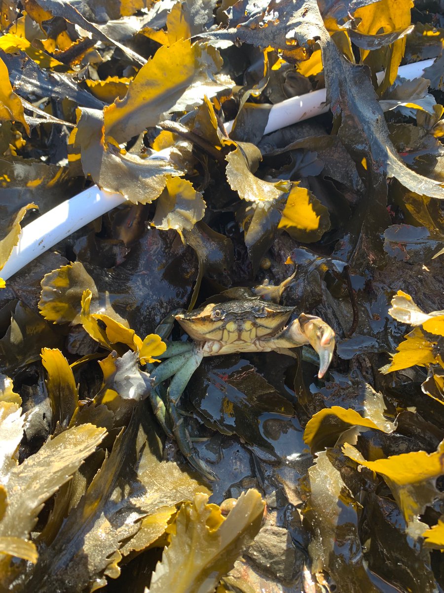 Ruby George (@rubygeorge_) on Twitter photo Sunny fieldwork in South Wales this weekend βοΈ Monitoring the Pembrokeshire disturbance-recovery plots for the <a href="/BefScale/">BEF-Scale</a> resilience experiment π±
<a href="/MarineSwansea/">Swansea Marine Biology</a> <a href="/shenderson201/">Sally Henderson</a> <a href="/IlannaXo/">Ilanna Stokes</a> Sunny fieldwork in South Wales this weekend βοΈ Monitoring the Pembrokeshire disturbance-recovery plots for the <a href="/BefScale/">BEF-Scale</a> resilience experiment π±
<a href="/MarineSwansea/">Swansea Marine Biology</a> <a href="/shenderson201/">Sally Henderson</a> <a href="/IlannaXo/">Ilanna Stokes</a>