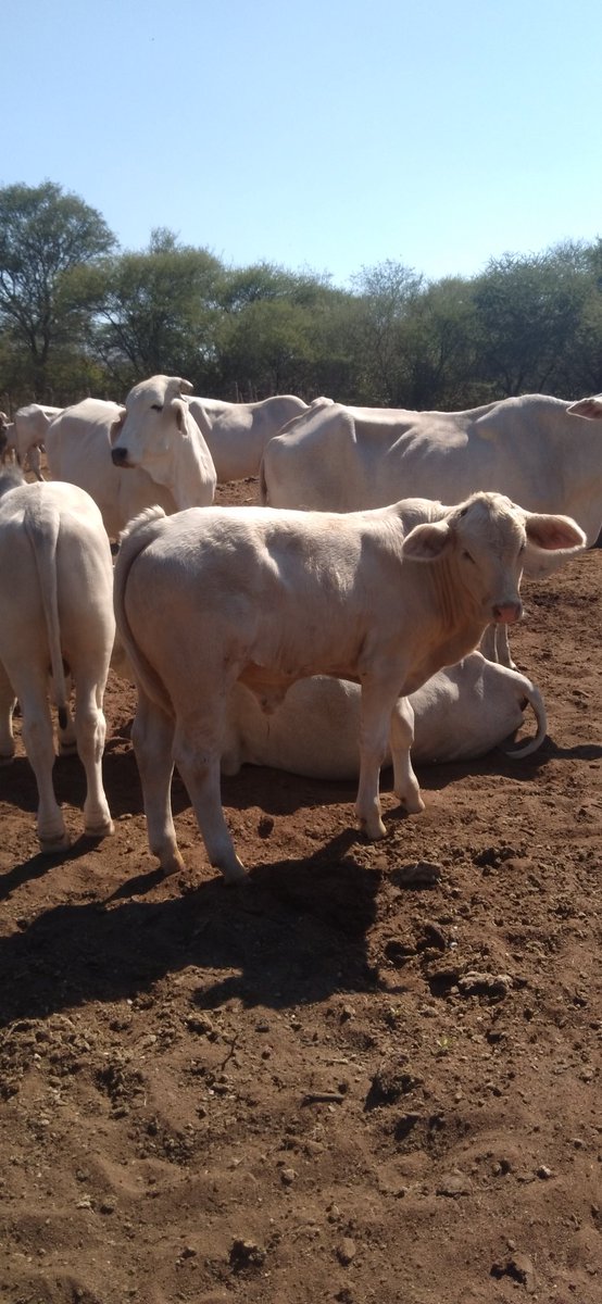 Protracted and patient effort is needed to develop a good breed 💎
Brahman crossed with Charolais 🐂🐂