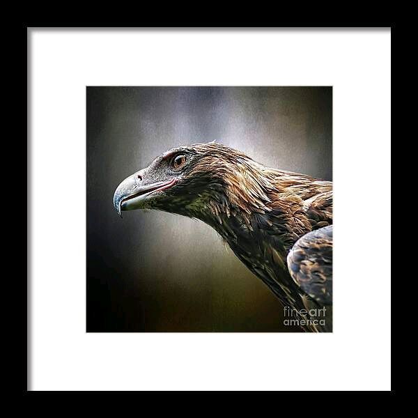 KayeMenner's tweet photo. #Wedgetailed #Eagle #Portrait by Kaye Menner #Framed #Print by Kaye Menner
#Photography + Wide variety #Prints & lovely #Products at:
https://t.co/hmn4ZJDrLs https://t.co/X62qUvyMCJ