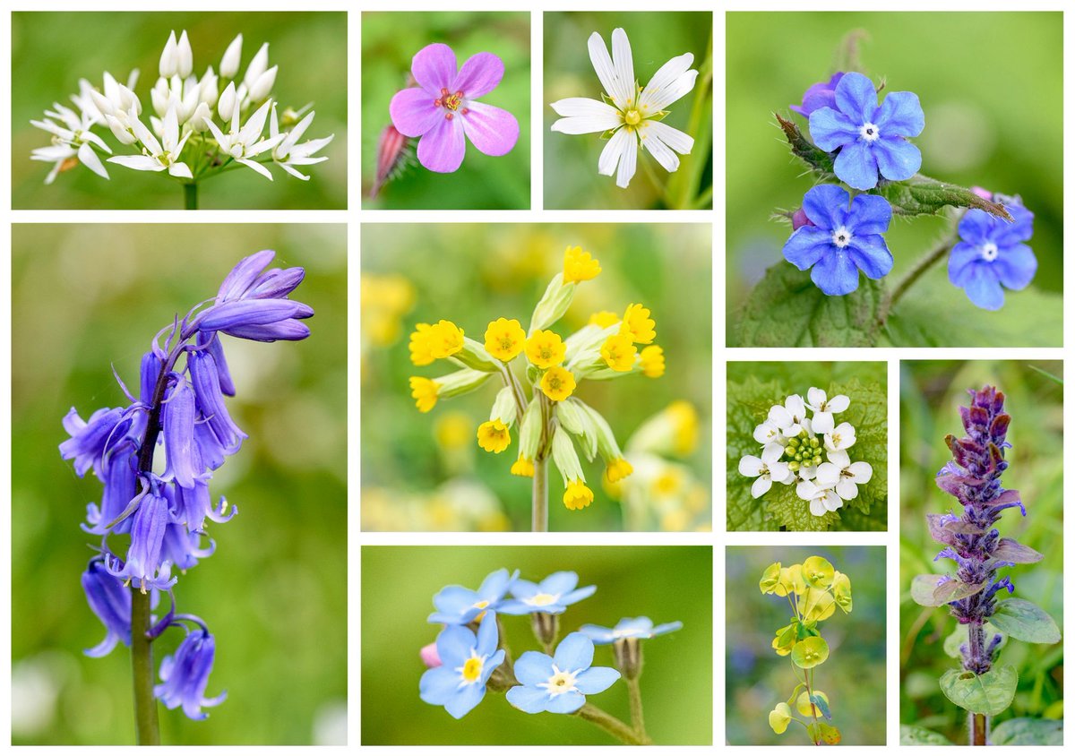 VenetiaJane's tweet image. A selection of some of the joyful wildflowers I have found in the Bedfordshire countryside this week: wild garlic, herb Robert, greater stitchwort, green alkanet, bluebell, cowslip (#CowslipChallenge), garlic mustard, forget-me-not, wood spurge, and bugle. #WildflowerHour #nature