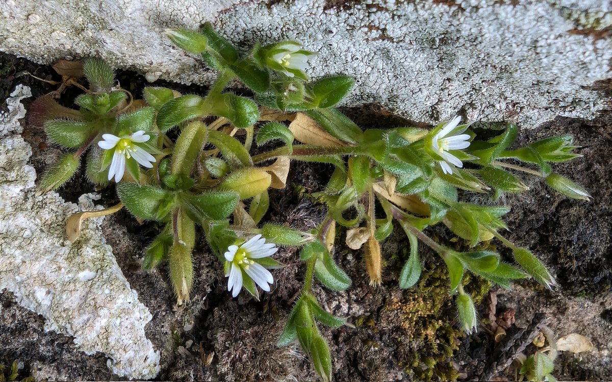 The diminutive Sea Mouse-ear from Menai Bridge #Anglesey for this week's #Wildflowerhour