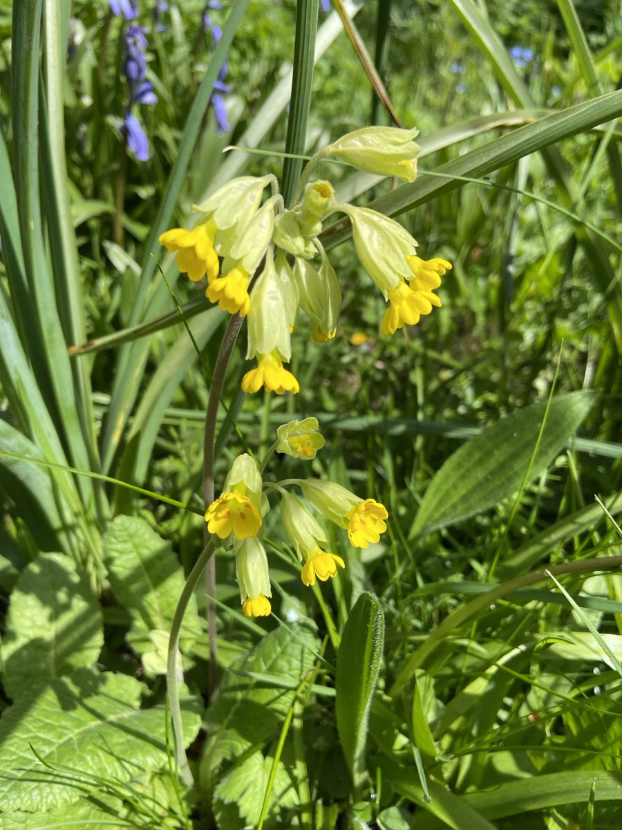 derek_alcorn's tweet image. #cowslipchallenge
#wildflowerhour