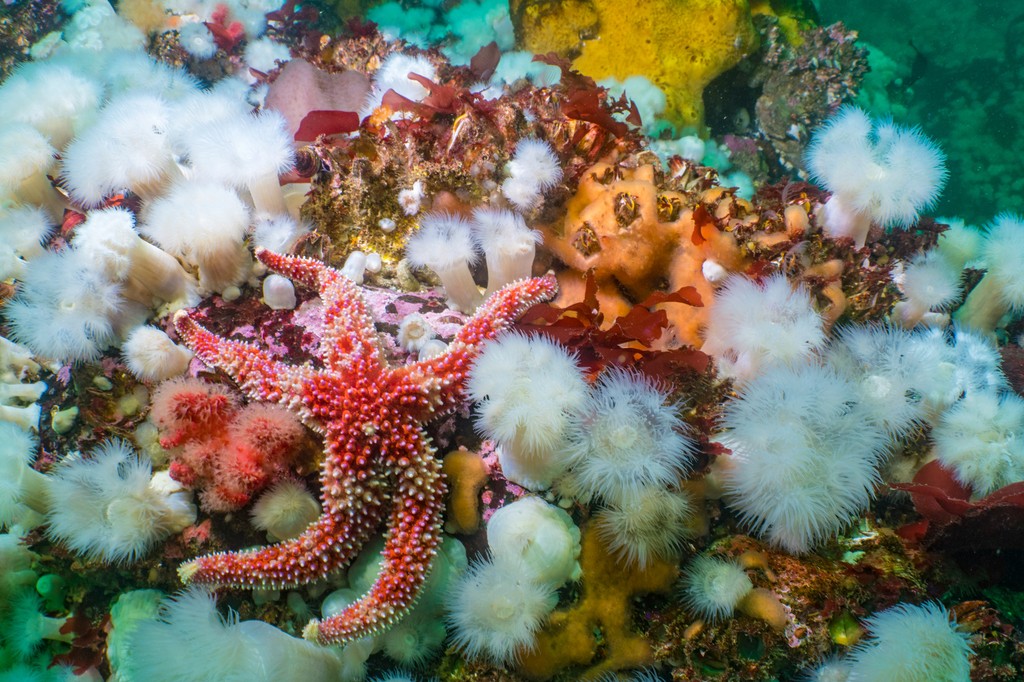 You may be familiar with the sea star's former name, starfish, but scientists have recently moved away from this nomenclature since the sea star isn’t actually a fish. Photos by @cmittermeier