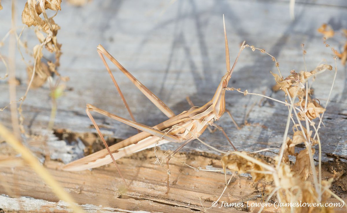 James Lowen tweet media