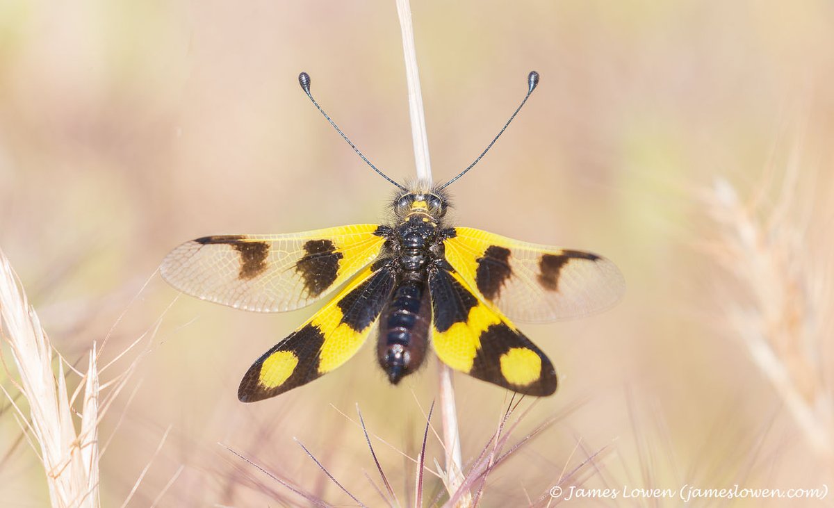 James Lowen tweet media