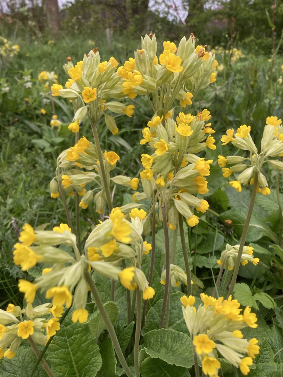 A herd 😀 of cowslips (Primula veris) on the ⁦<a href="/DerbyUni/">University of Derby</a>⁩ Kedleston Road site ⁦<a href="/wildflower_hour/">wildflowerhour</a>⁩ #Wildflowerhour #Cowslipchallenge