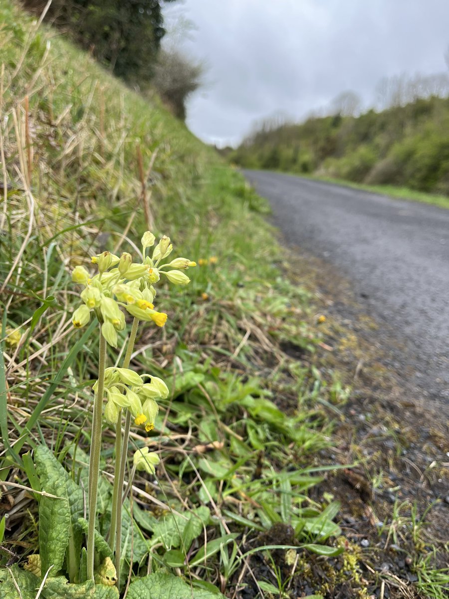 sandra_nimha's tweet image. On the banks of the Royal Canal @wildflower_hour #cowslipchallenge #wildflowerhour @BSBIbotany @wildflower_hour