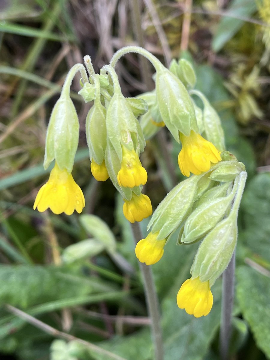sandra_nimha's tweet image. On the banks of the Royal Canal @wildflower_hour #cowslipchallenge #wildflowerhour @BSBIbotany @wildflower_hour