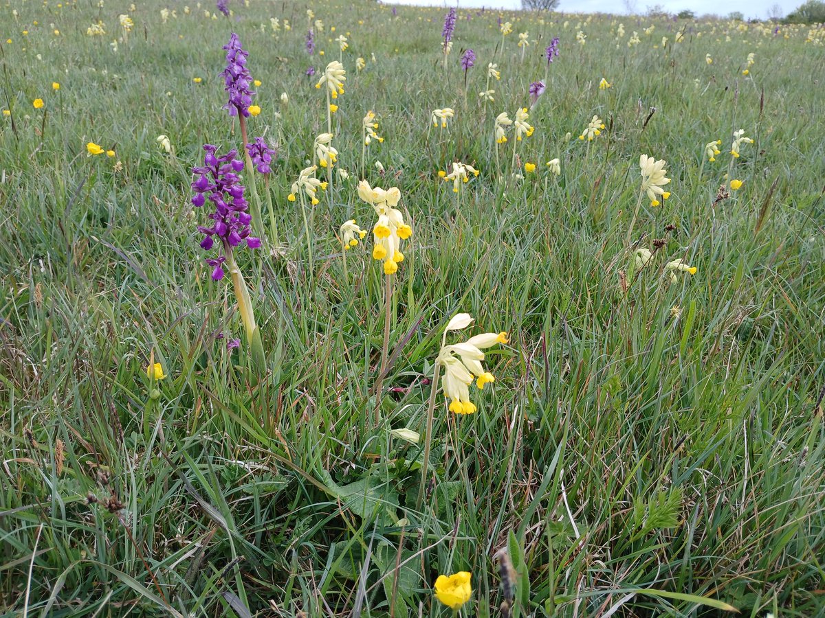 HardingRogerC's tweet image. #wildflowerhour
#cowslipchallenge