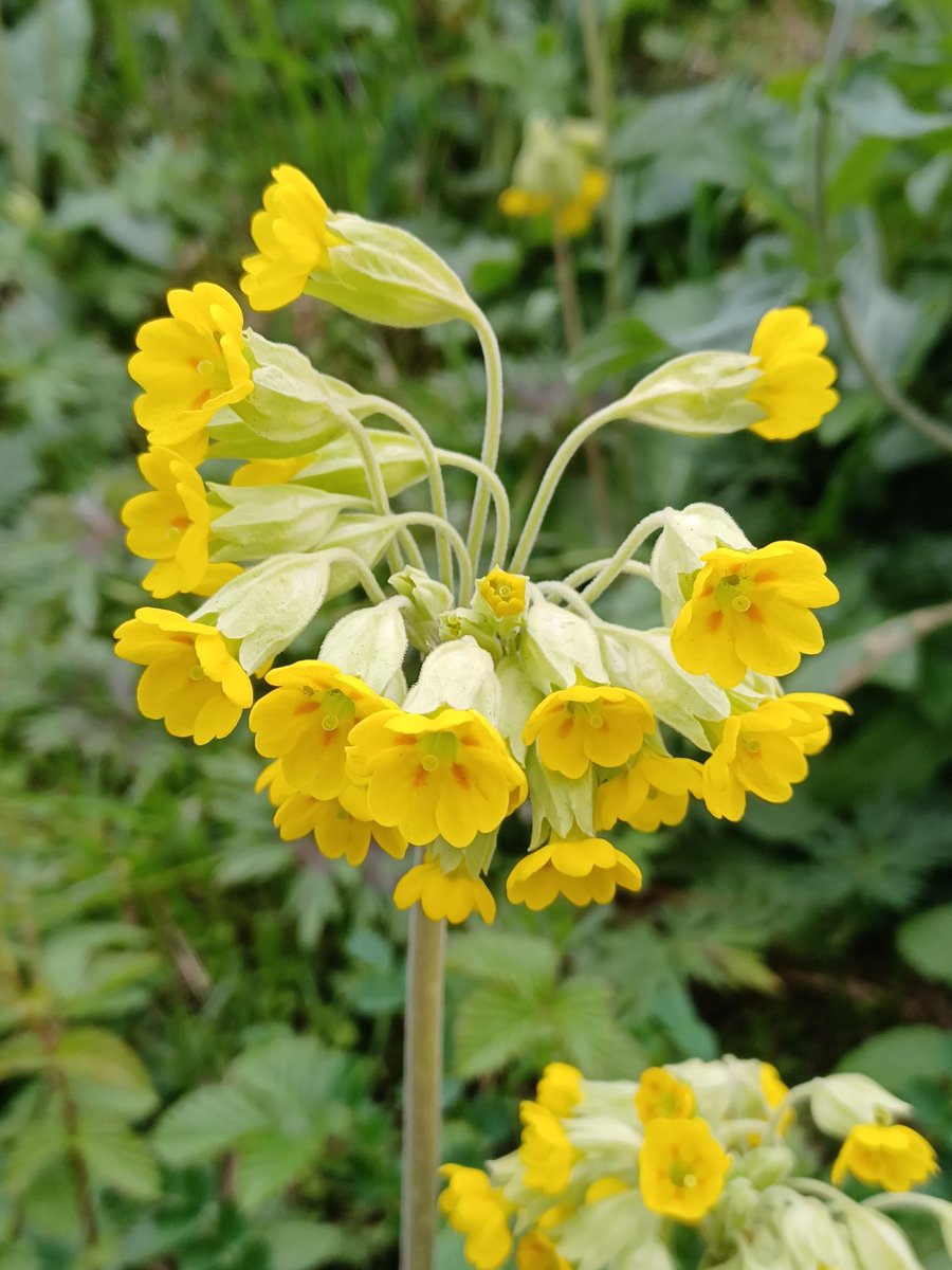 pam_mcinnes's tweet image. #wildflowerhour #Cowslipchallenge. Found in Lancaster.