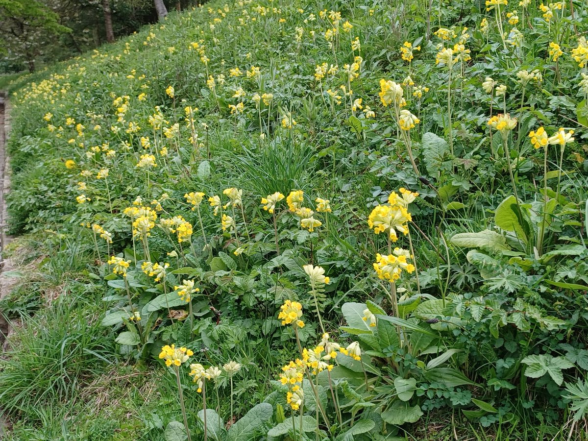 pam_mcinnes's tweet image. #wildflowerhour #Cowslipchallenge. Found in Lancaster.